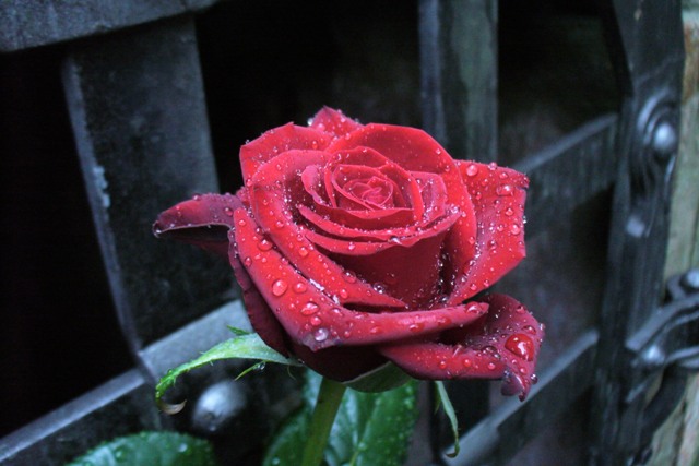 Rose_male.JPG