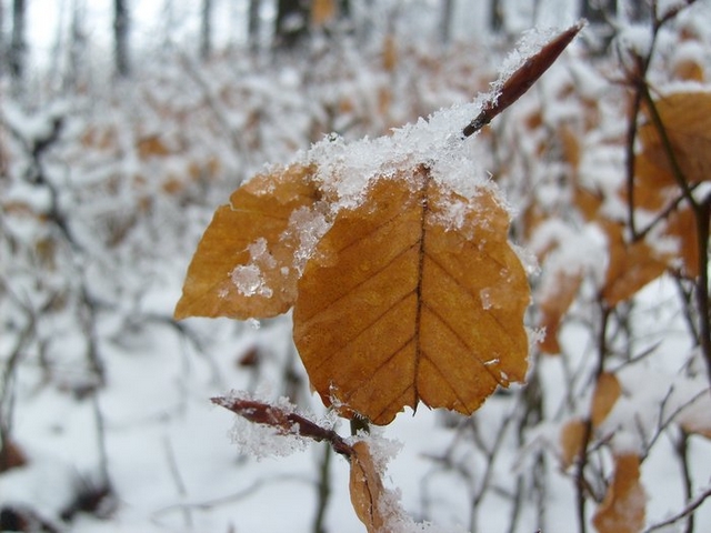 S6300901.JPG