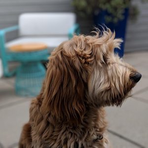 bokeh 1