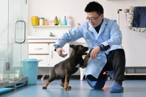 china police dog
