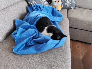 huawei p30 pro foto sample 3