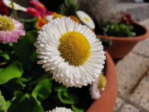 huawei p30 pro foto sample 7