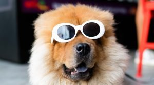 chill dog relax fun