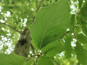IMG 20190711 0511315