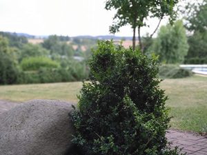 IMG 20190711 0511332