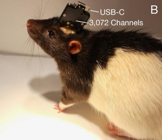 neuralink 2 rat