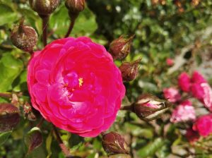 IMG 20190805 120100 1SM
