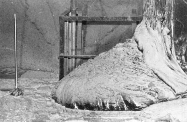 sloni noha cernobyl 1 sloni noha cernobyl 1