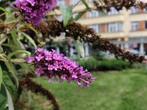 IMG 20190814 130841