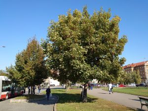 IMG 20190723 1516302