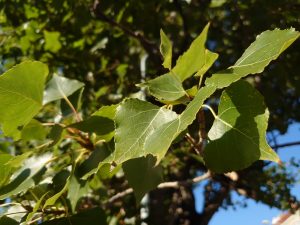 IMG 20190723 1516324