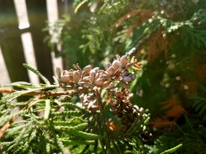 IMG 20190723 1516325