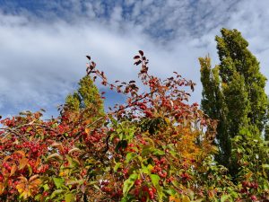 IMG 20191011 133821