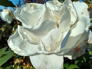 IMG 20191031 134257370 HDR