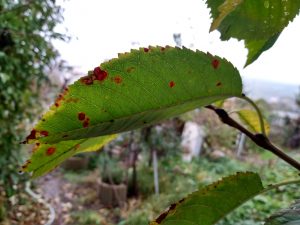 IMG 20191102 111147650 HDR