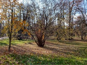 IMG 20191116 114020886 HDR