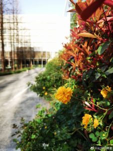 Huawei P40 fotky