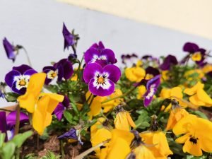 IMG 20200401 113927