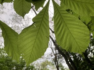 IMG 0019