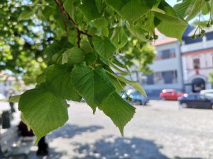 IMG 20200601 101530