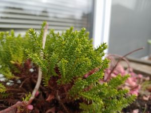 IMG20201214121805