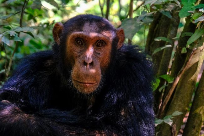 monkey