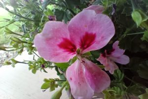 IMG20210804180855