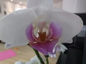 huawei nova 9 macro 6