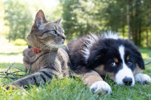 cat dog unsplash