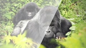 gorilla glass anniversary by corning ochranne sklo