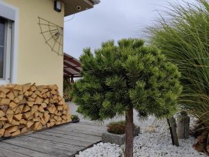 IMG 20221007 152307