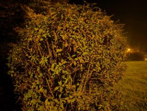 IMG 20221101 235200