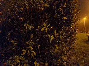 IMG 20221116 191254