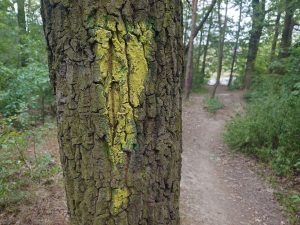 fotografie z hlavního fotoaparátu telefonu Sony Xperia 1 V