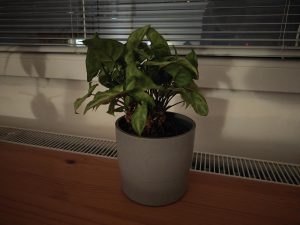 IMG20230731225409