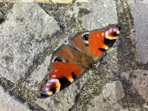 Makro fotografie - iPhone 15 Pro Max