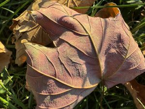 Makro fotografie - iPhone 15 Pro Max