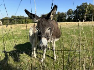 iPhone 15 a fotografie z hlavního fotoaparátu