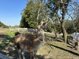 iPhone 15 a fotografie z hlavního fotoaparátu