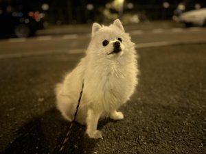 tempImageAMLjyv