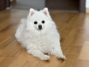 tempImageXDAlv1