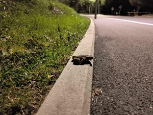 xiaomi 13t pro ukázka nočních snímků - žába na chodníku