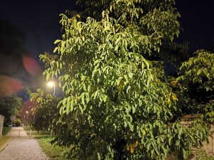 xiaomi 13t pro ukázka nočních snímků - příroda s detaily