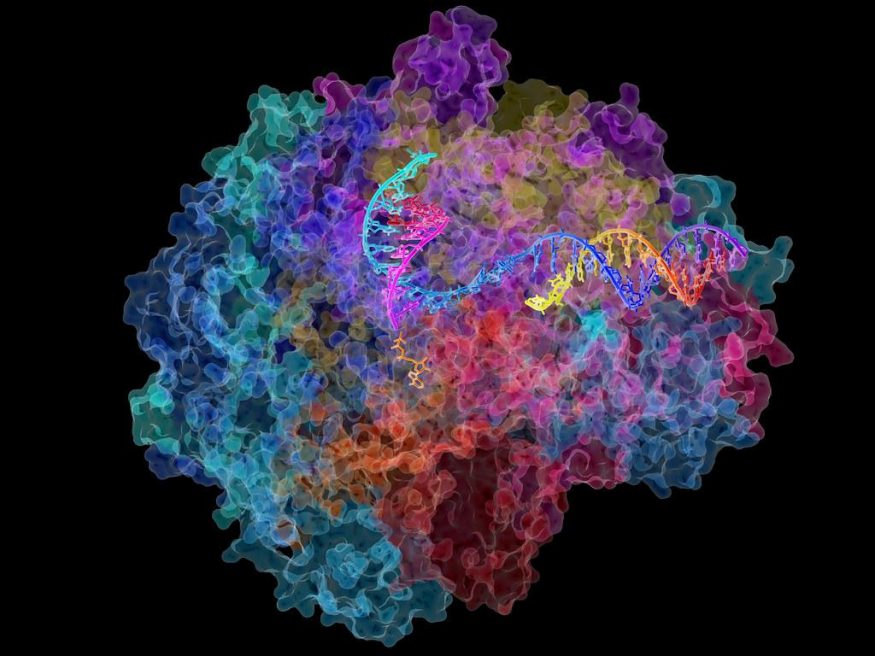 Polymeráza RNA Polymeráza RNA