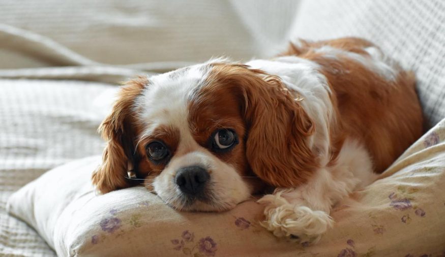 Kavalír king Charles španěl smutně koukající