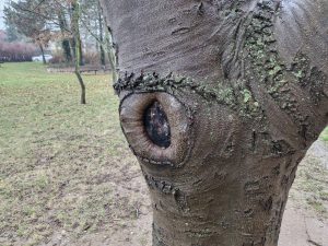 Hlavní fotoaparát, detail, oblačno