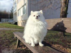 IMG20240217093145