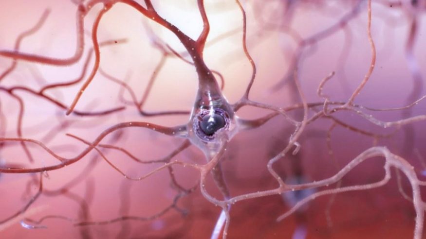 Zdravý neuron. Zdravý neuron.