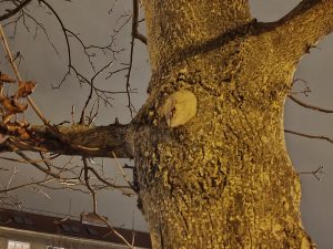 Teleobjektiv 2× zoom Realme 12 Pro – noční režim