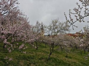 IMG 20240301 061456